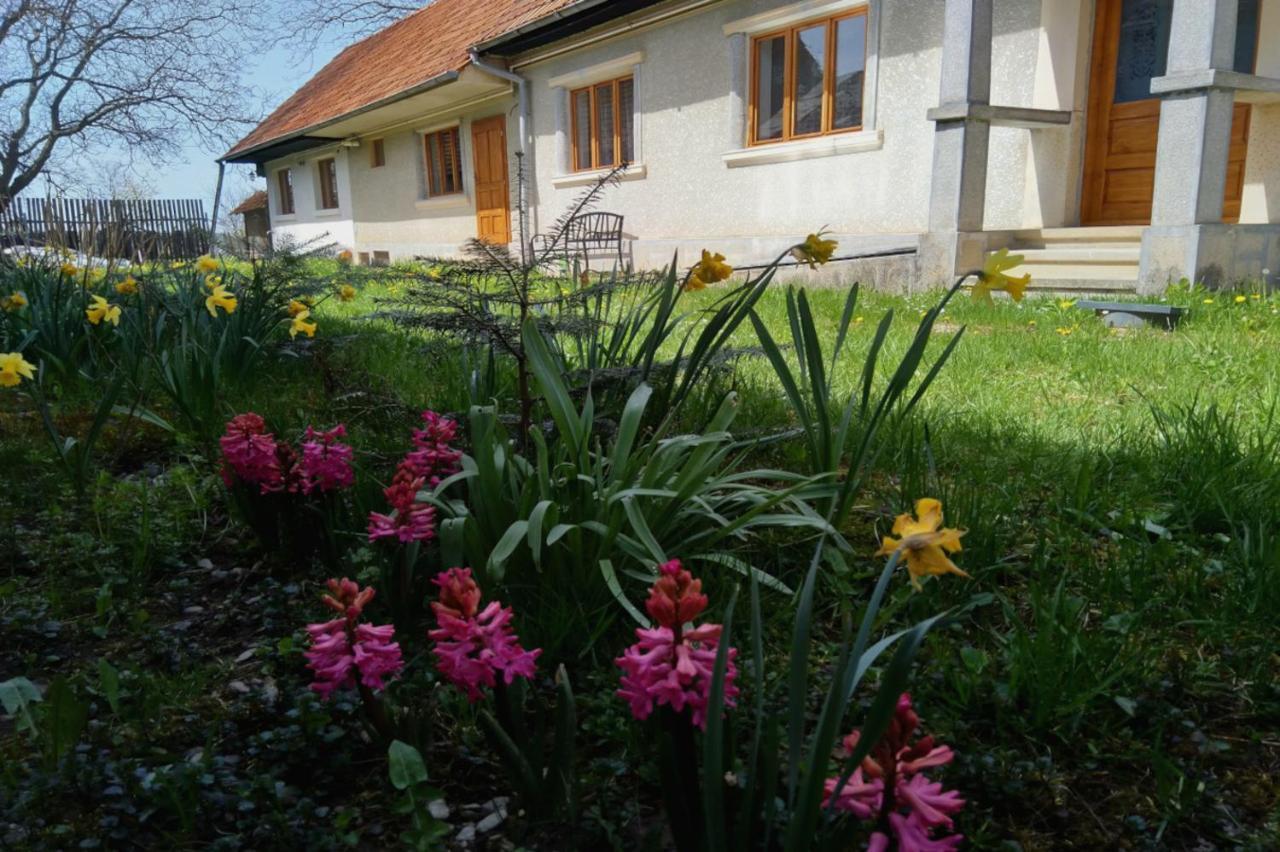 Cîrţişoara Galeria Turismului Montan旅馆 外观 照片